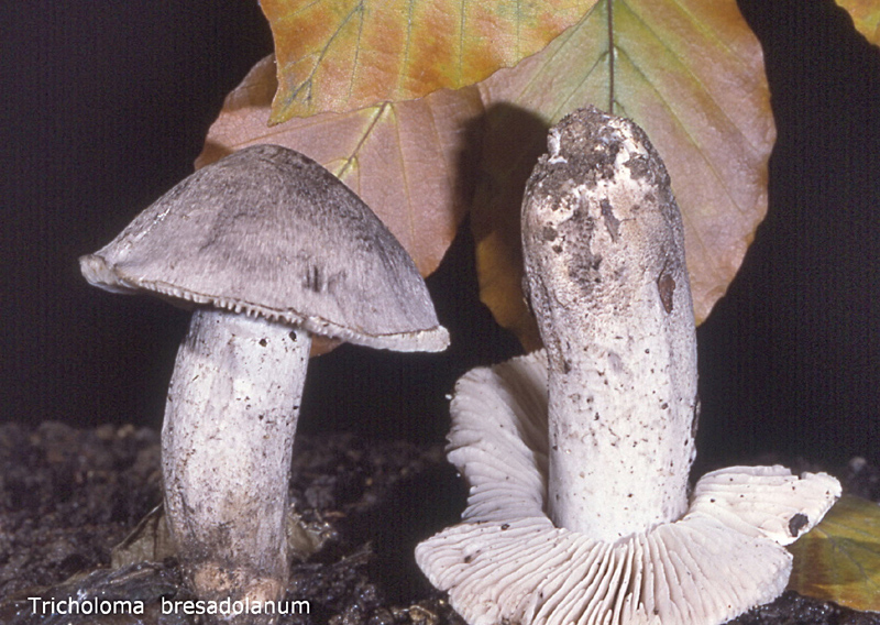 Tricholoma bresadolanum-amf1863.jpg - Tricholoma bresadolanum ; Syn1: Tricholoma bresadolae ; Syn2: Tricholoma virgatum var.sciodes ; Nom français: Tricholome vergeté des feuillus, Tricholome de Bresadola